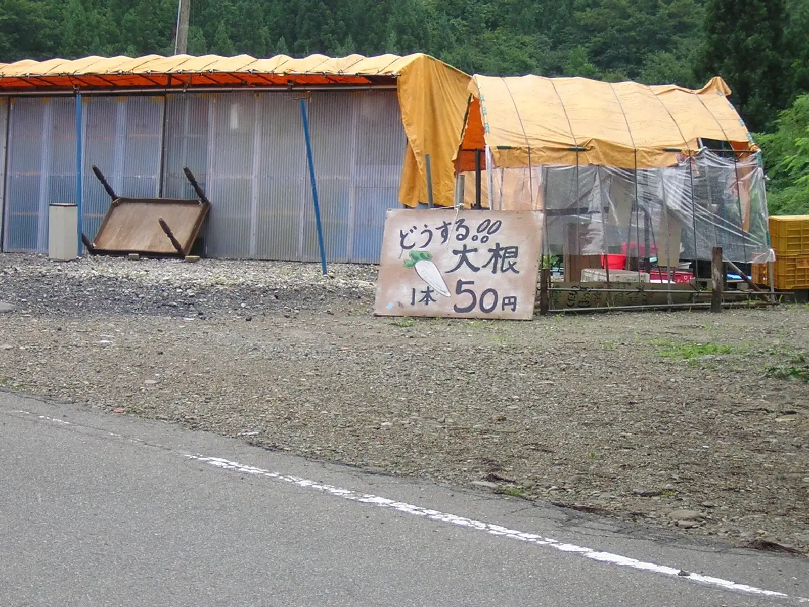 どうする！！大根