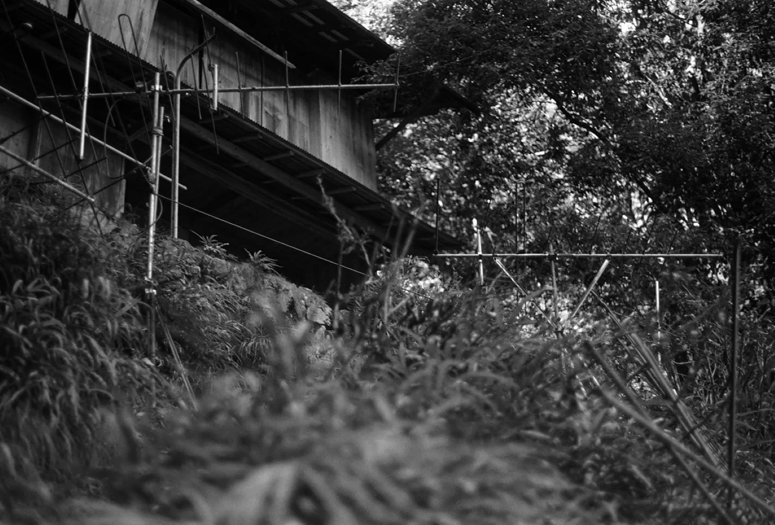 KONICA MINOLTA PAN 100作例