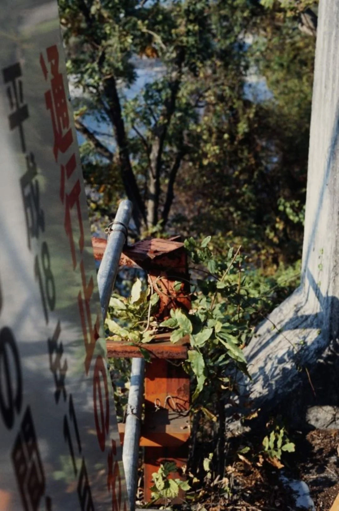 コニカミノルタ SINBIで撮った写真