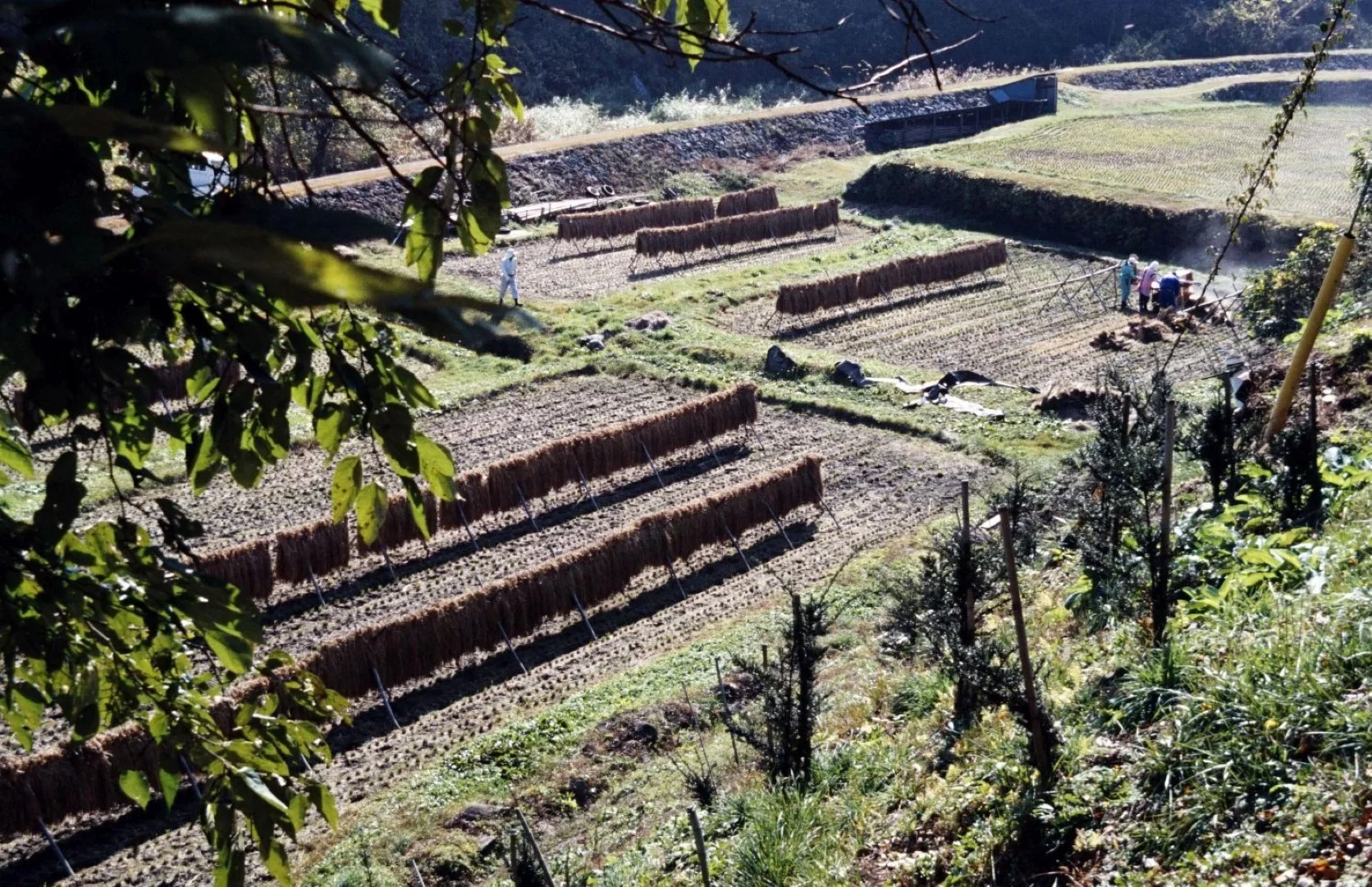 コニカミノルタ SINBIで撮った写真