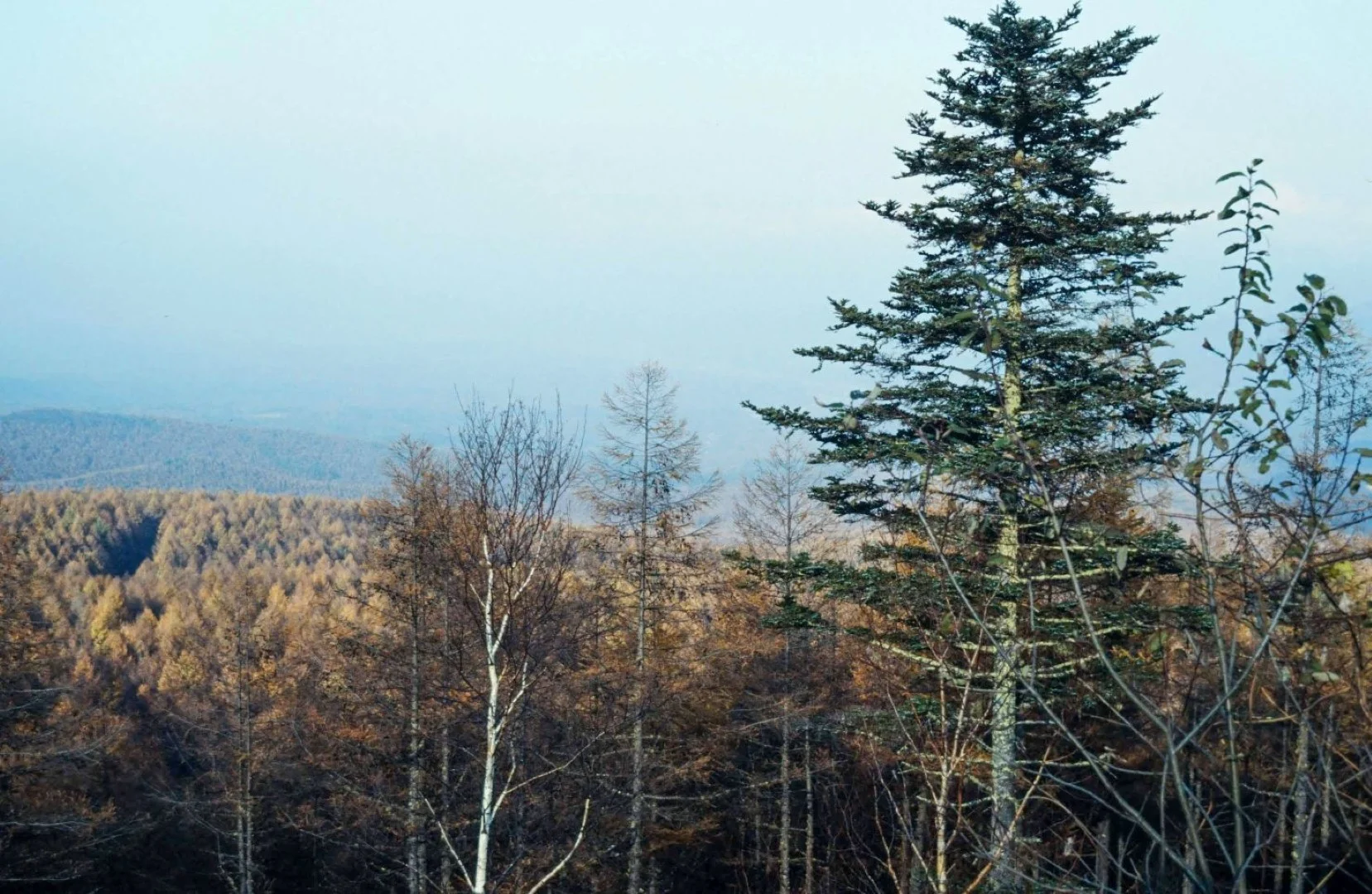 コニカミノルタ SINBIで撮った写真