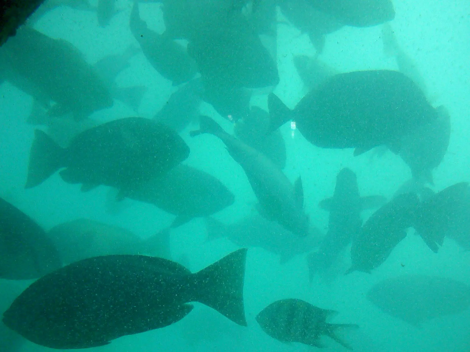 竜串海岸の海中水族館