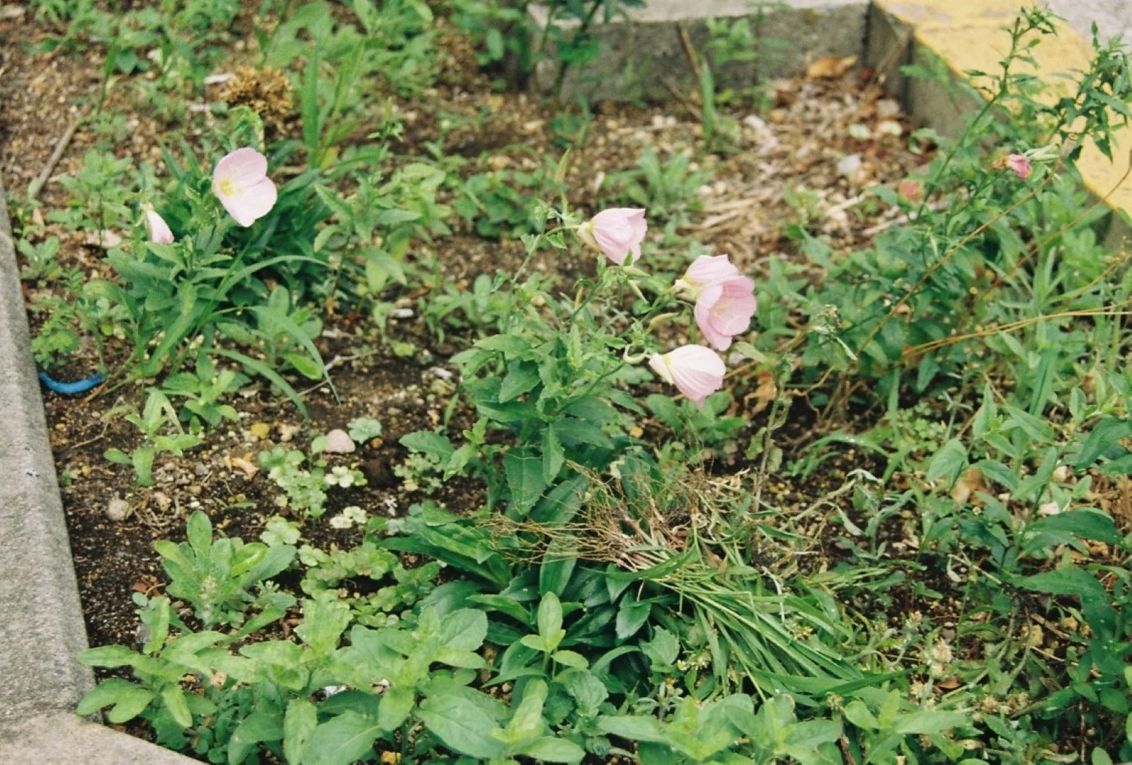 実際に撮影した写真