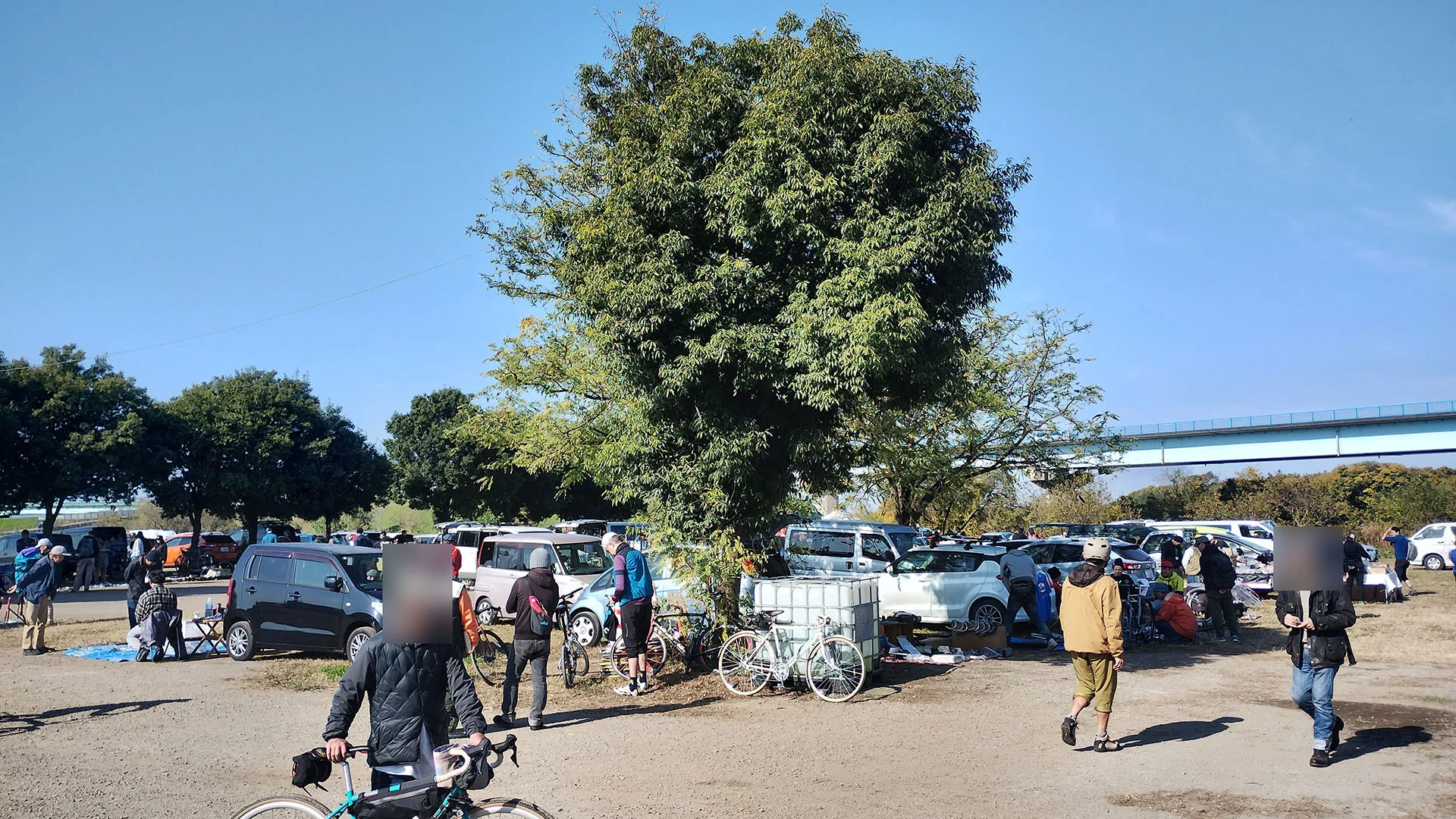 荒サイフリマ（2025年11月）