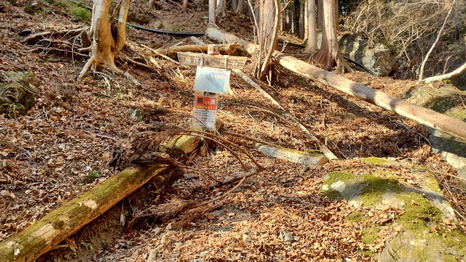 白岩から鳥首峠の登山道