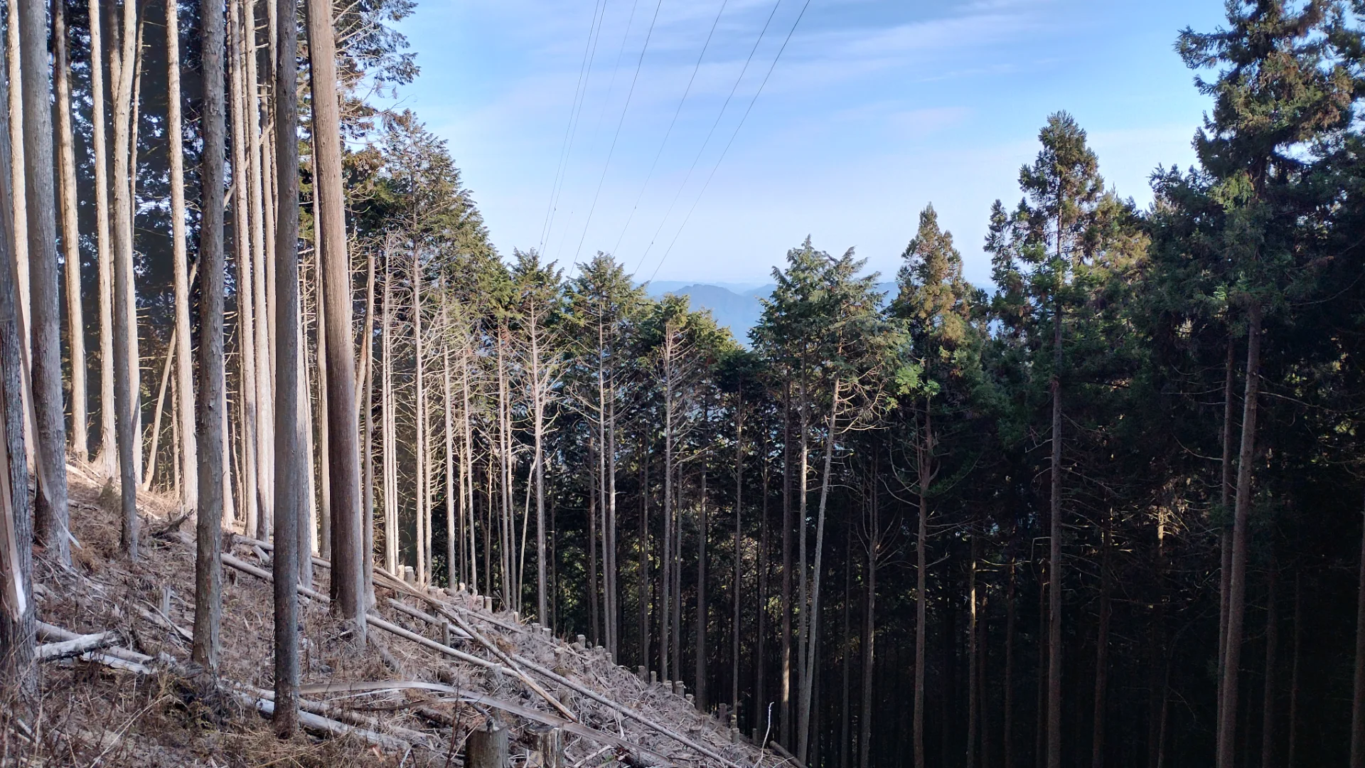 関東平野を遠くに見る