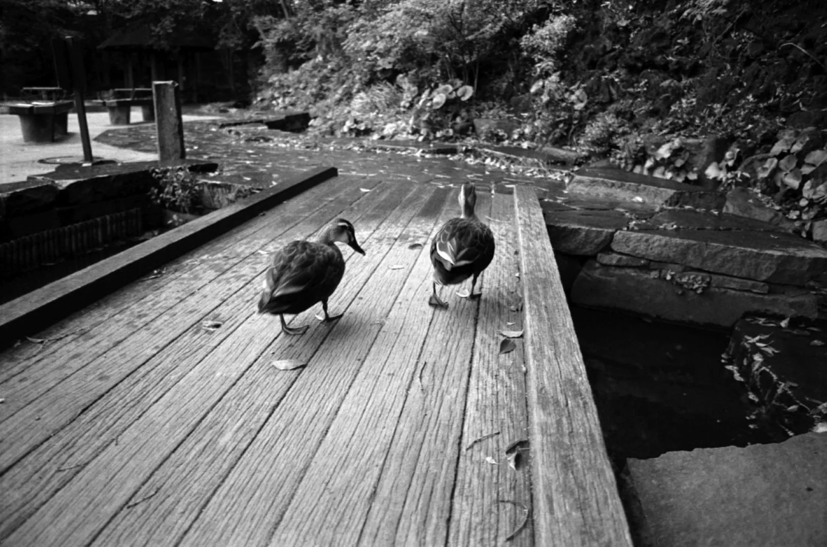 ミノルタ α-Sweet 作例