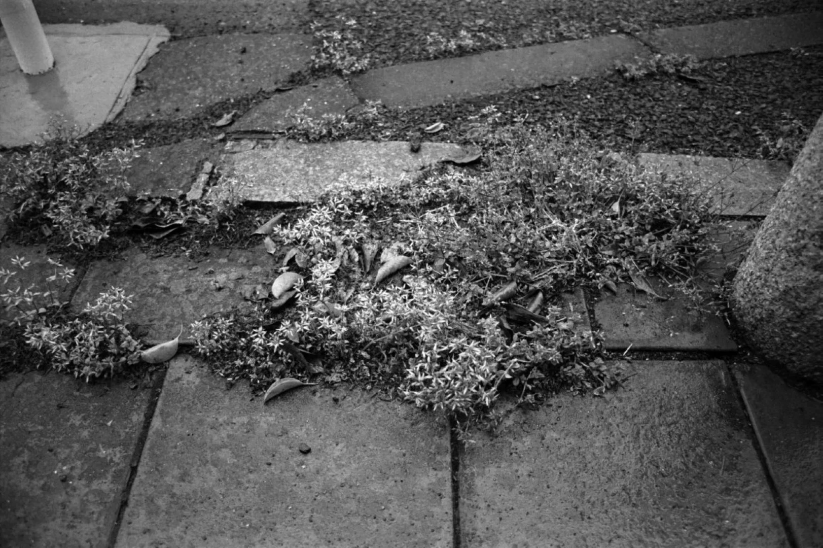 ミノルタ α-Sweet 作例