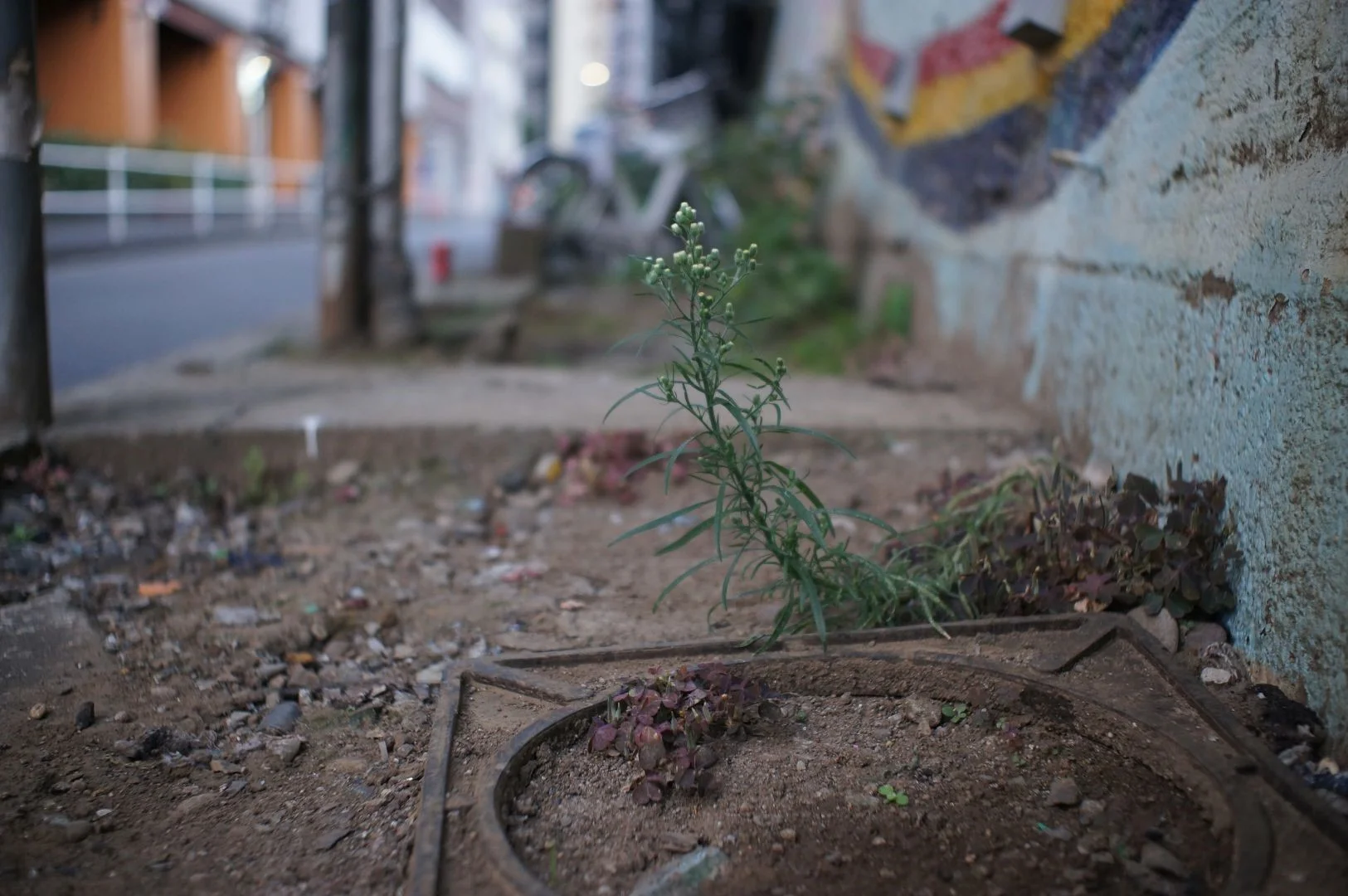 VOKING 25mm F1.7 作例