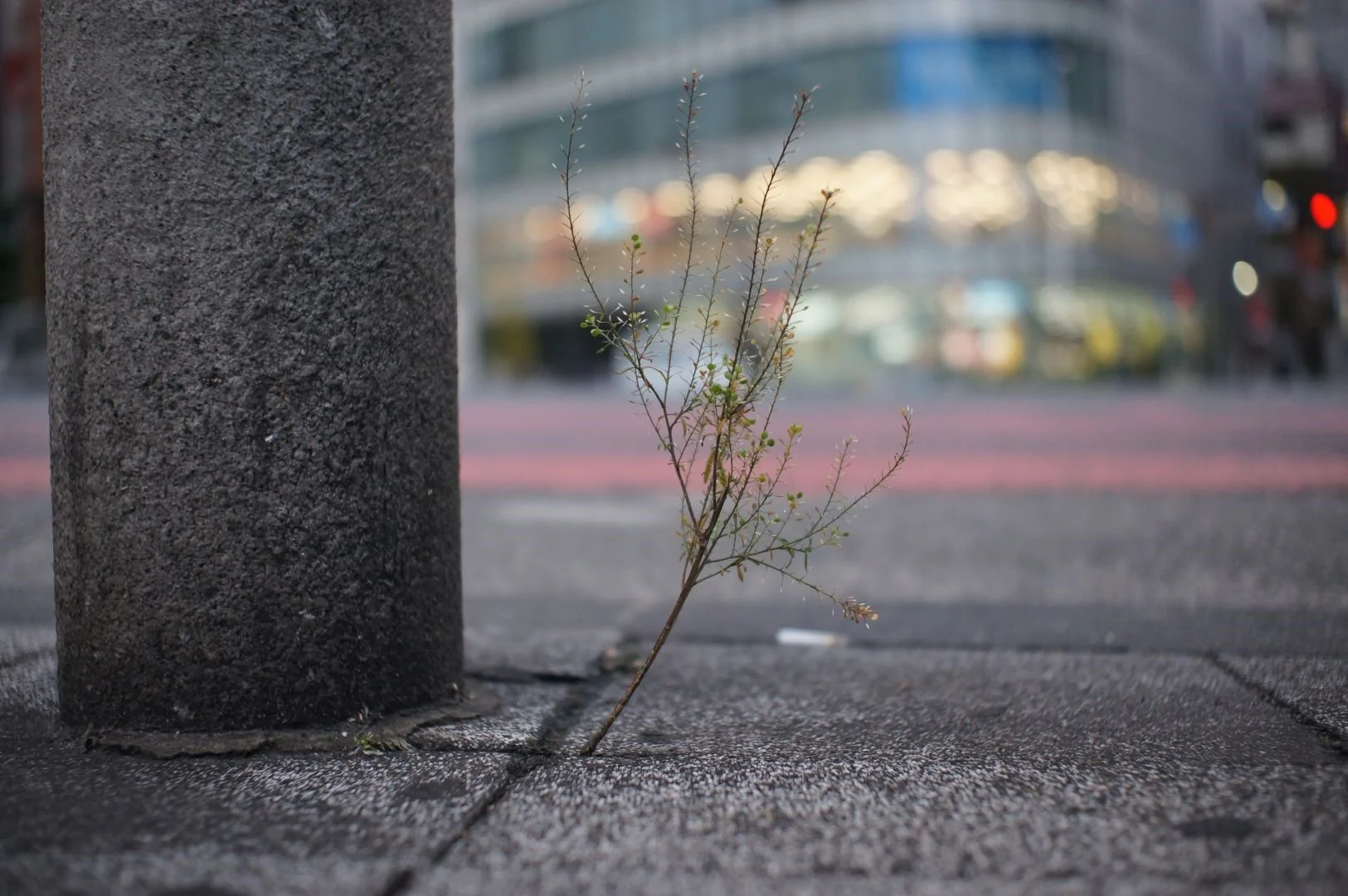 VOKING 25mm F1.7 作例