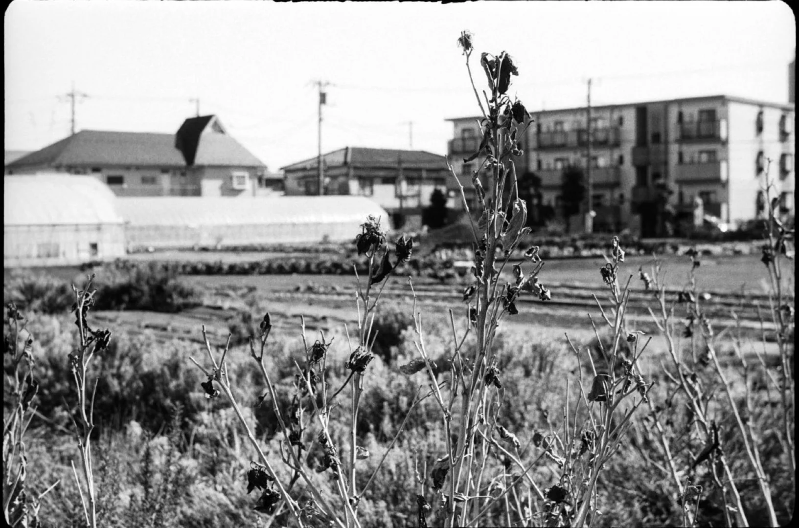 Agfa Silette L作例