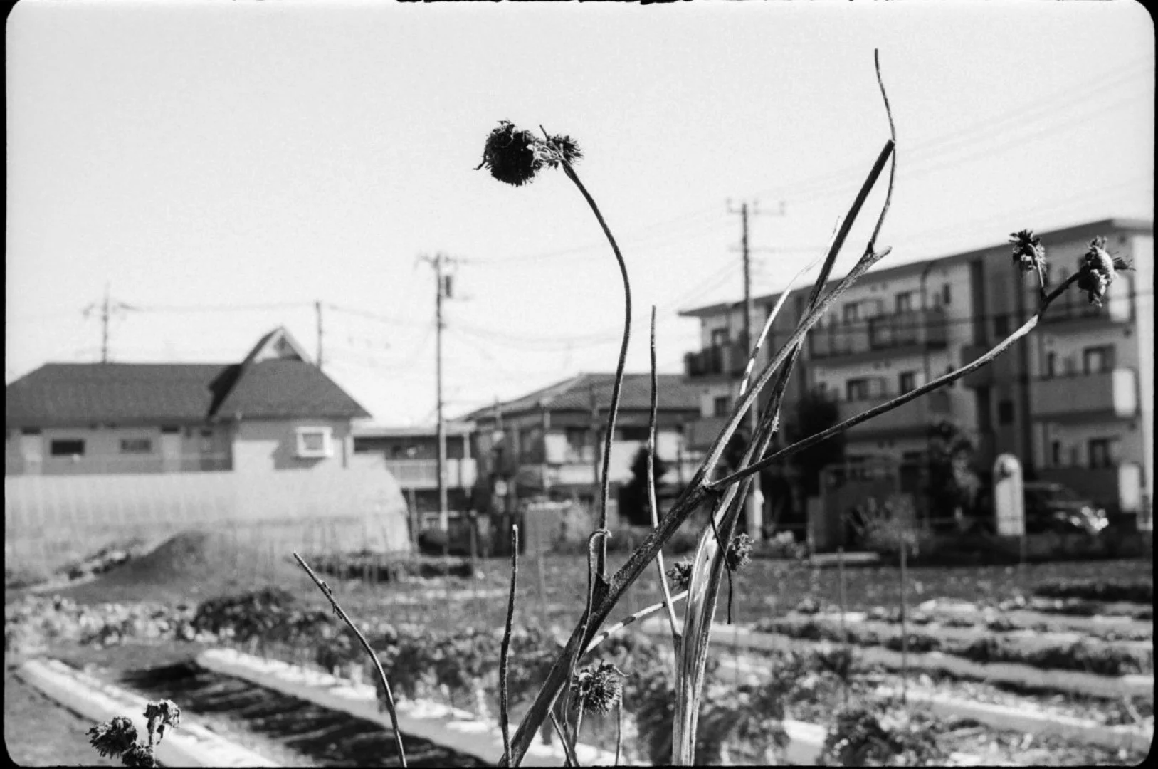 Agfa Silette L作例