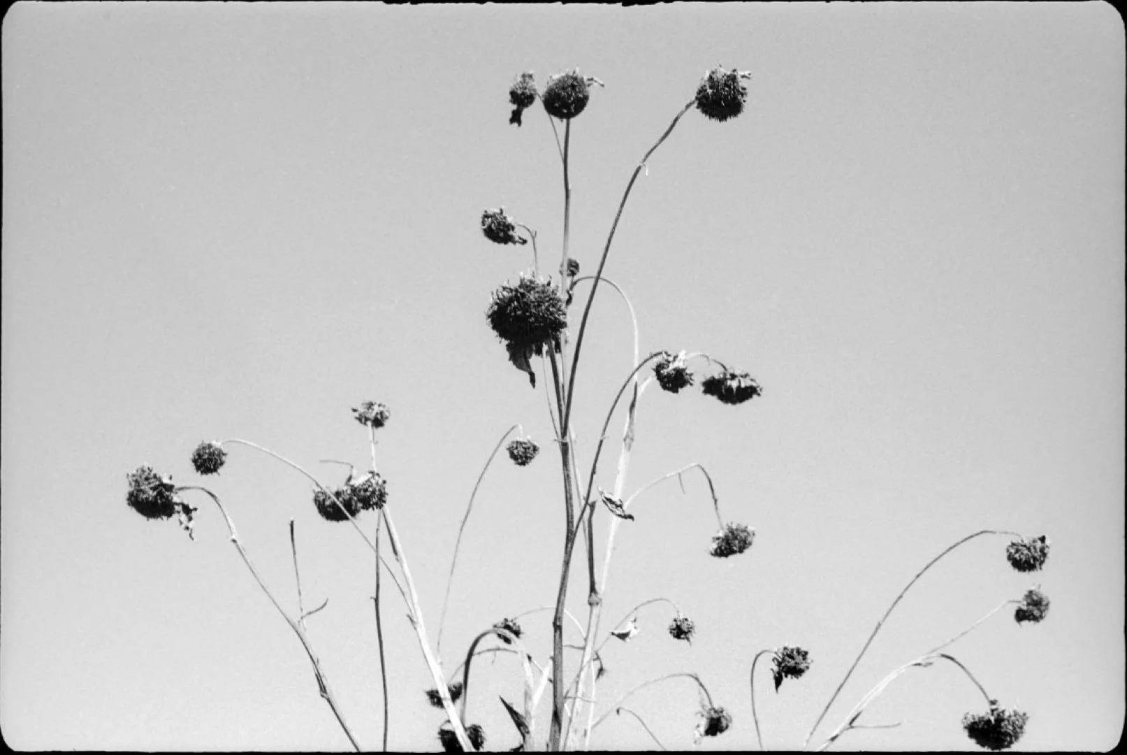 Agfa Silette L作例