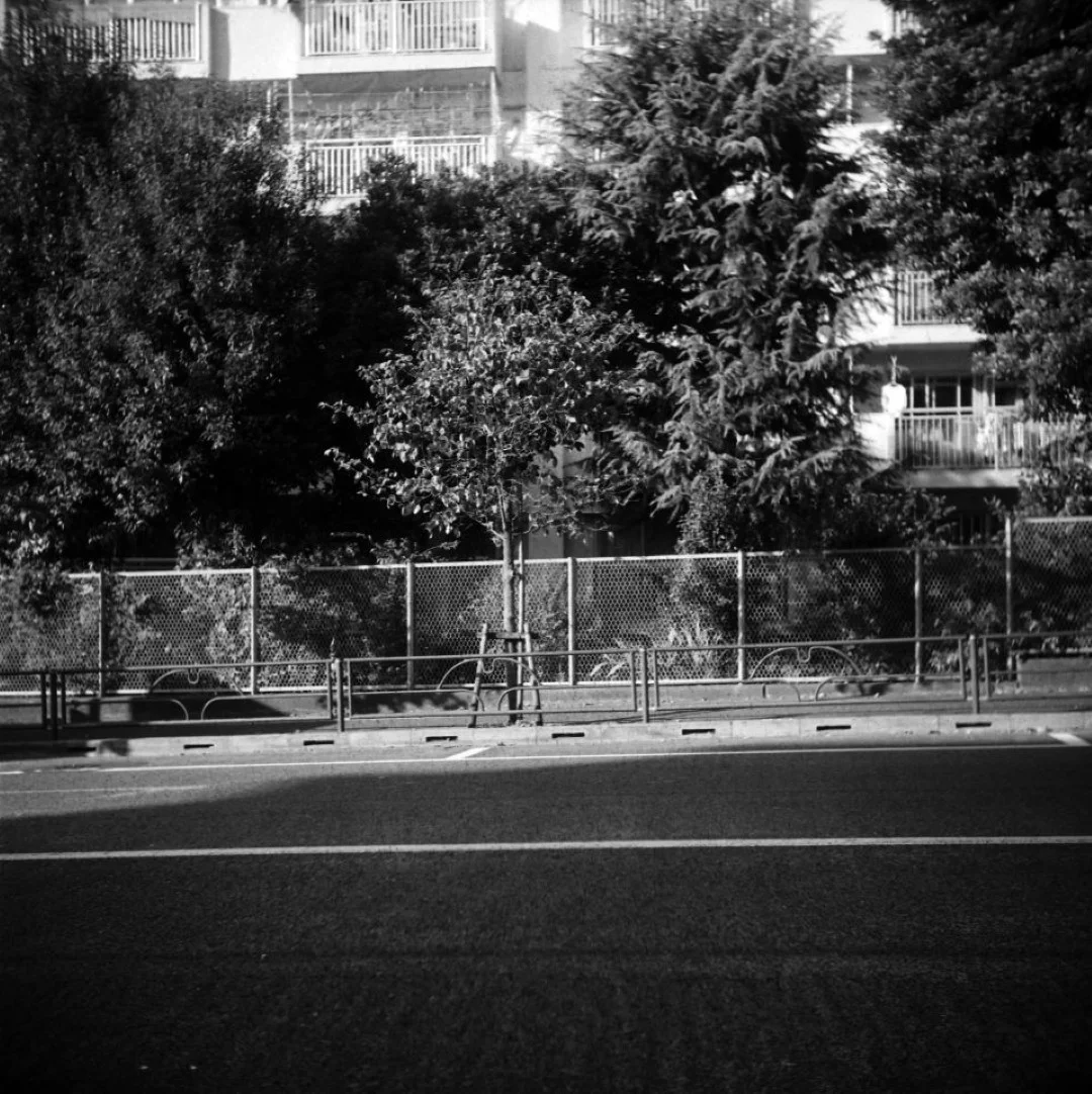 アイレスフレックスYIII 撮影した写真