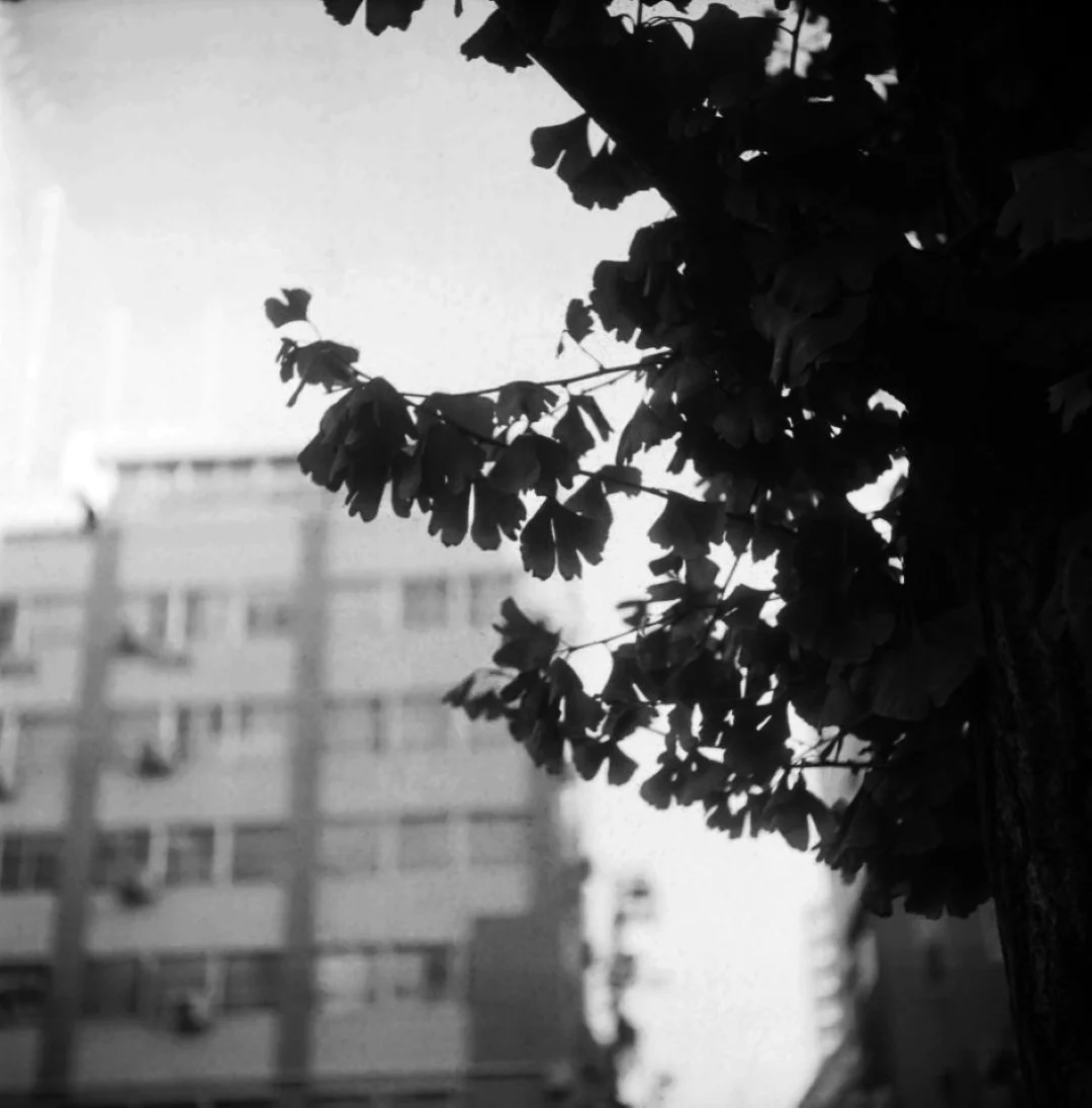 アイレスフレックスYIII 撮影した写真