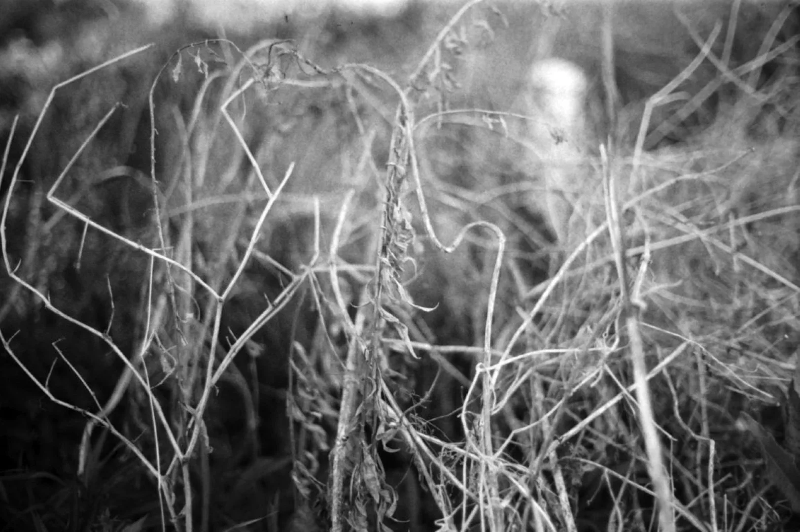 モノクロフィルム作例