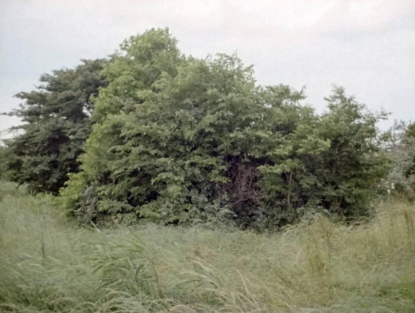 PENTAX auto110で撮影した写真