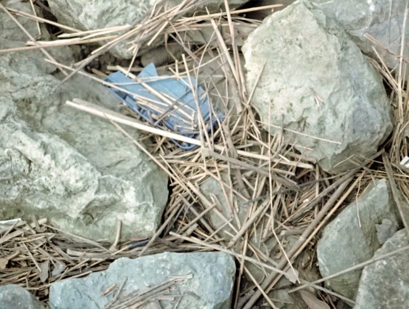 PENTAX auto110で撮影した写真