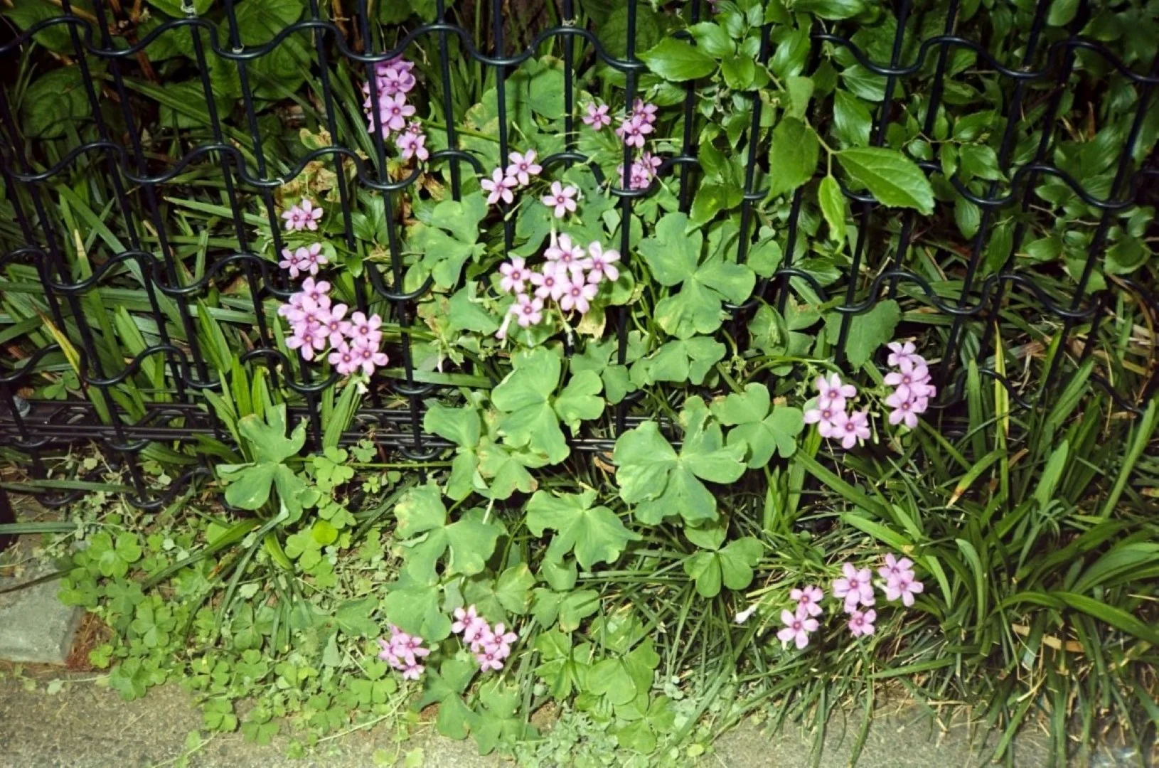 ストロボを光らせた写真