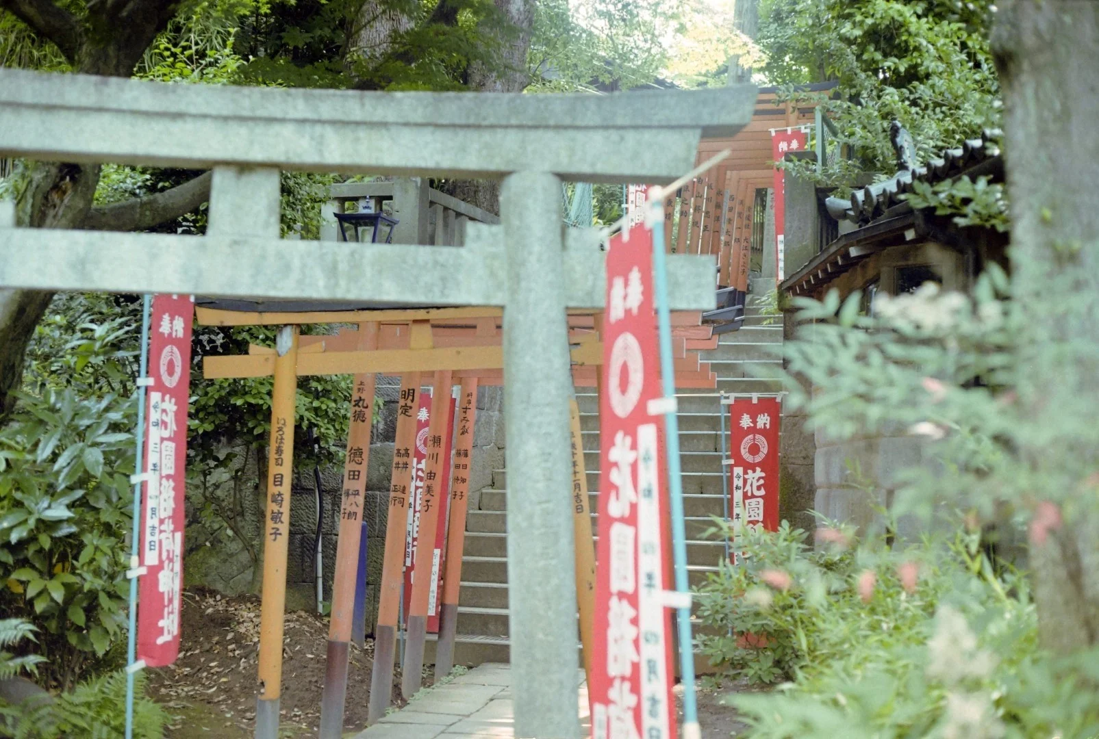 Canon AE-1＆FD 50mm F1.8 S.Cの作例