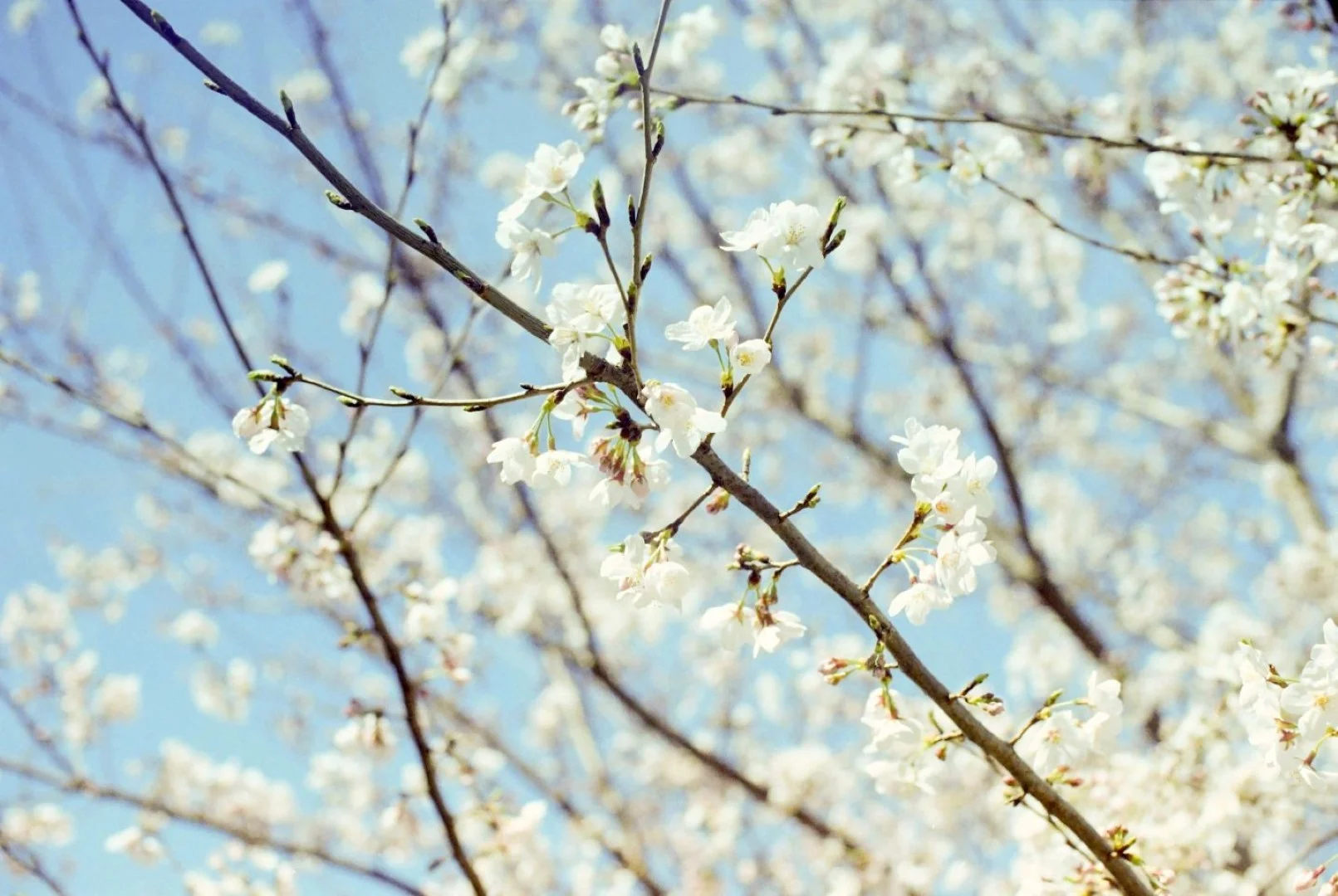 PELLIX QL / FL 50mm F1.4 作例