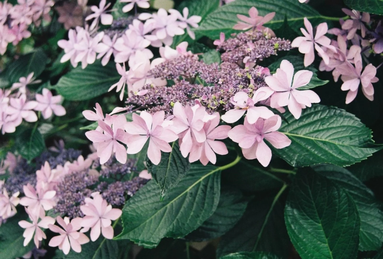 EOS Kiss IIIで撮った写真