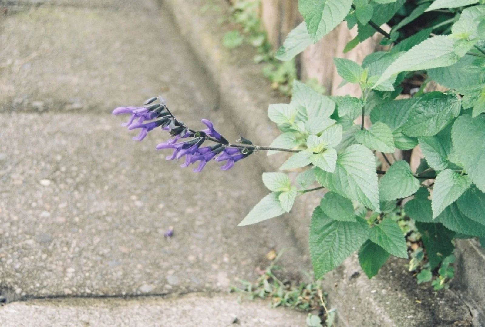 EOS Kiss IIIで撮った写真
