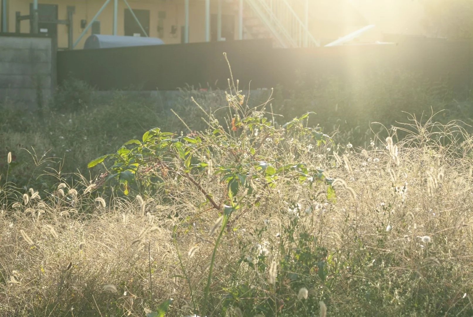 Fine Pix S2 Proの作例 RAW・617万画素で撮影