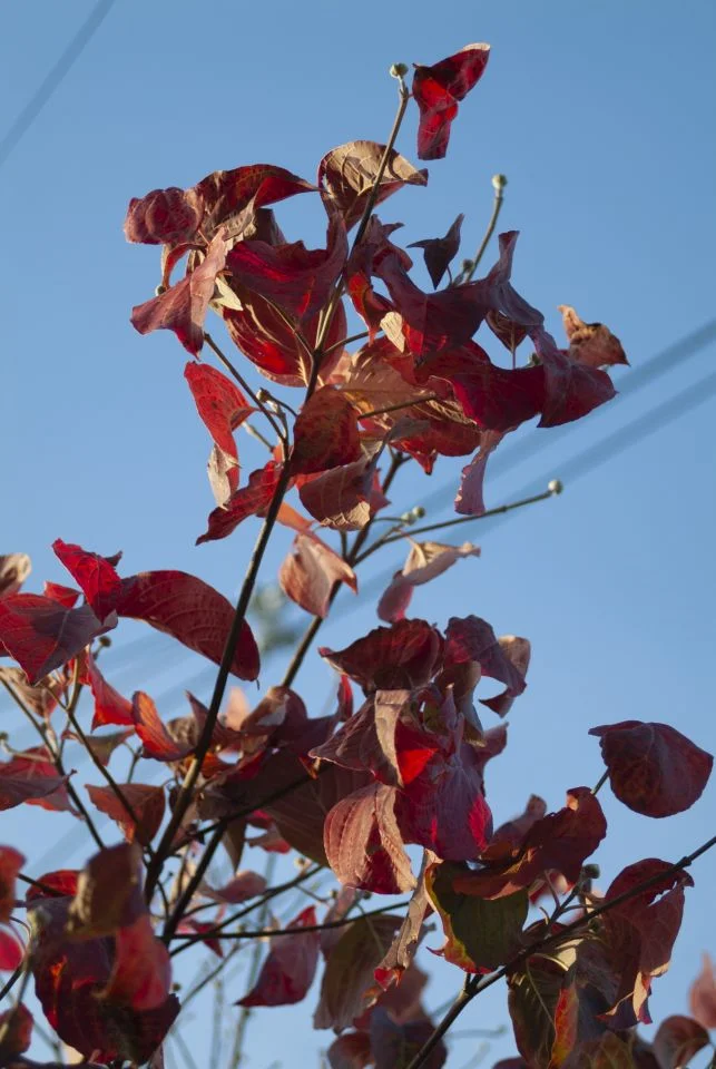 Fine Pix S2 Proの作例 RAW・617万画素で撮影