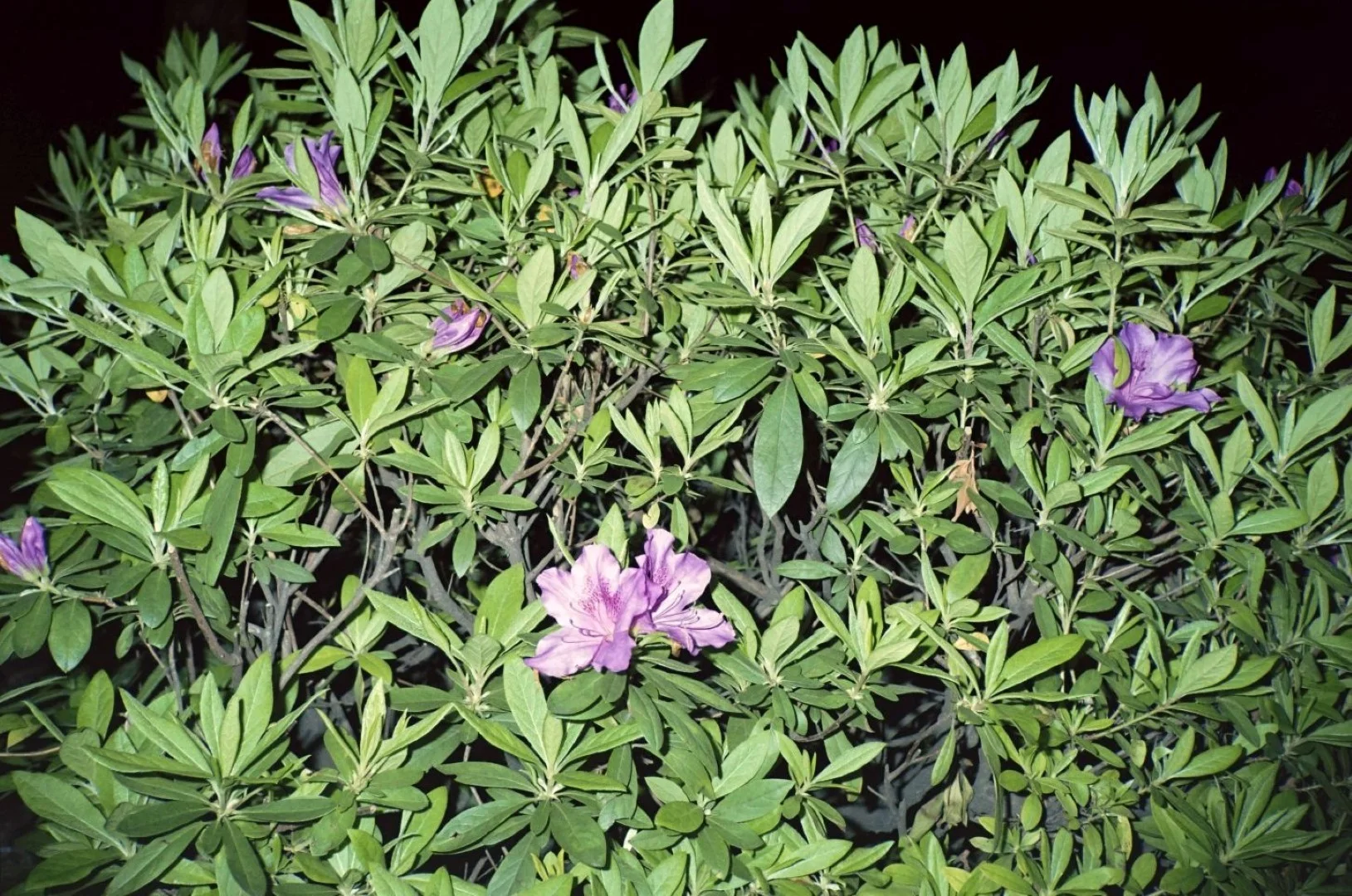 フラッシュフジカデートで撮った写真