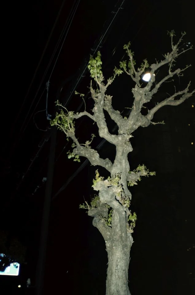 フラッシュフジカデートで撮った写真