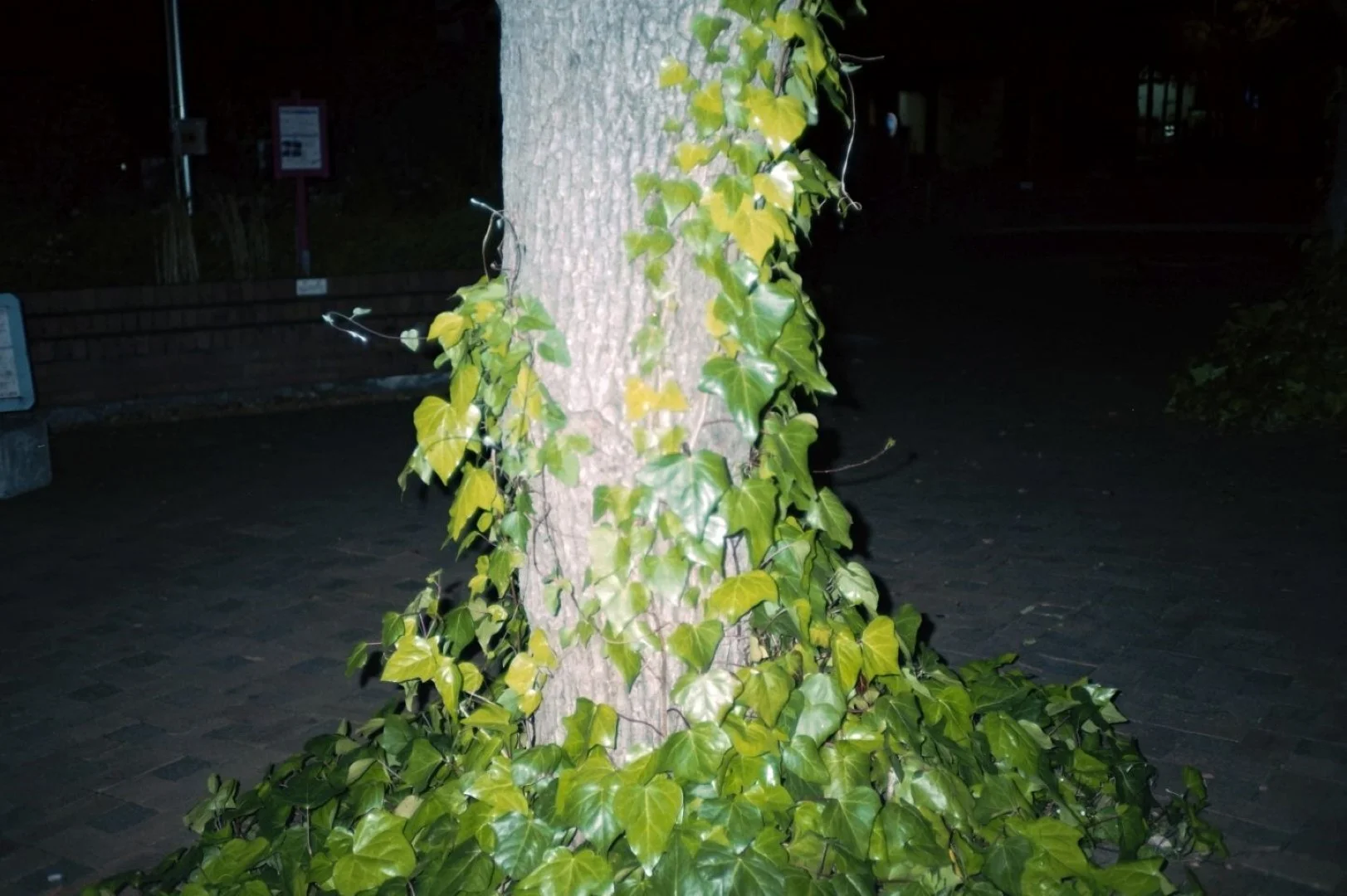 フラッシュフジカデートで撮った写真