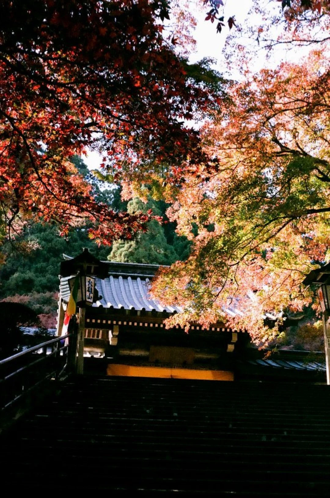 FUJICOLOR 100で撮影