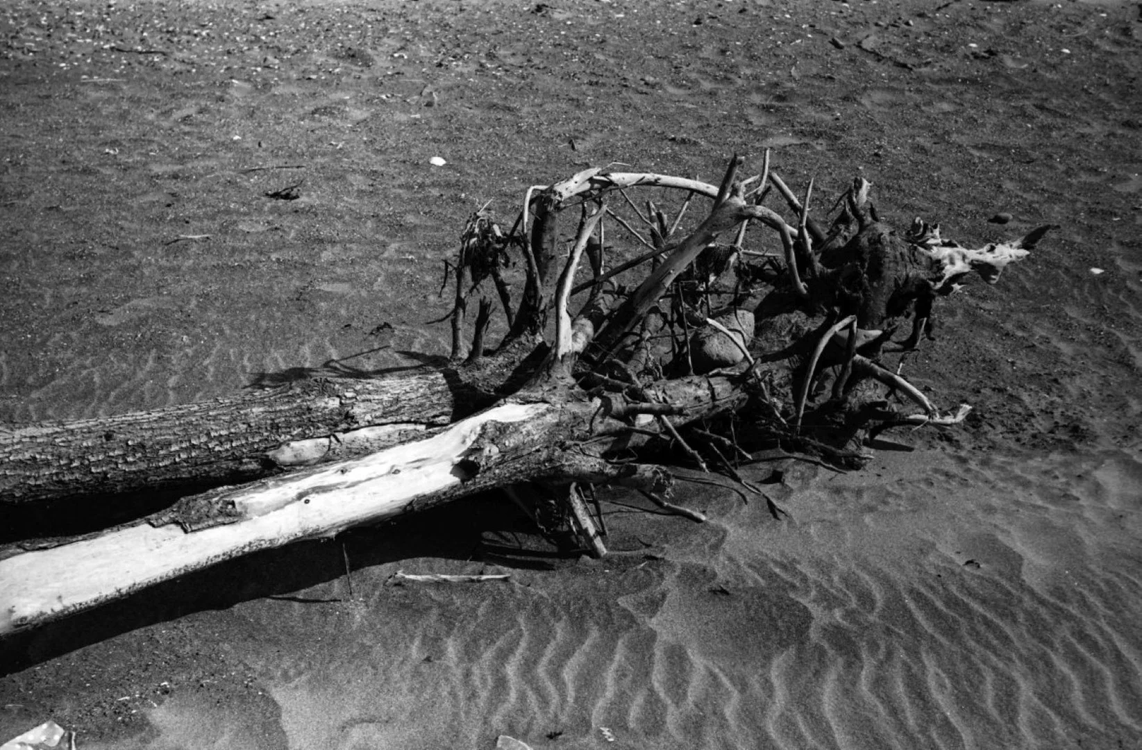 Zorki-1+Jupiter-8作例