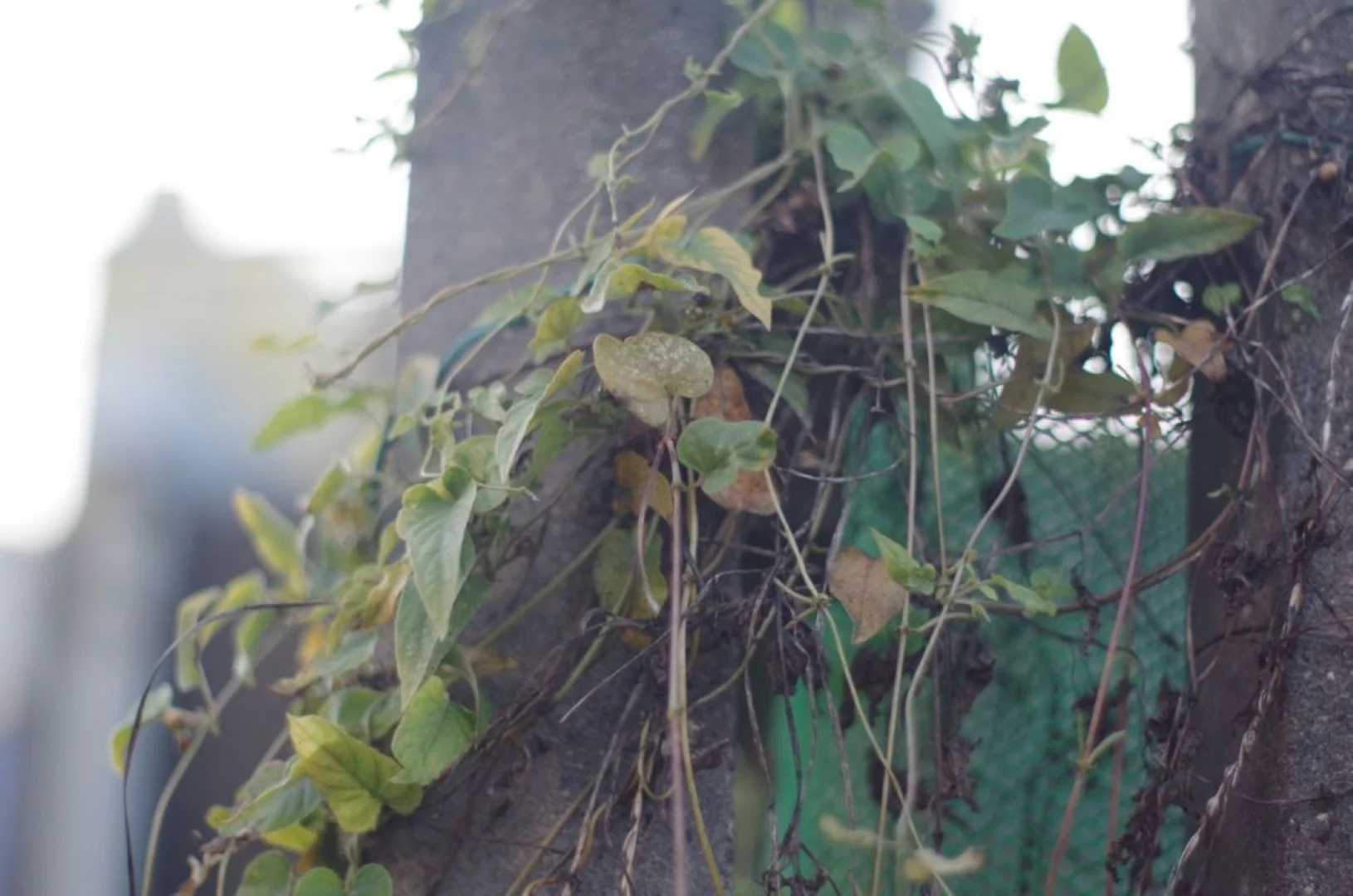 デジタル（APS-C）作例（K30）