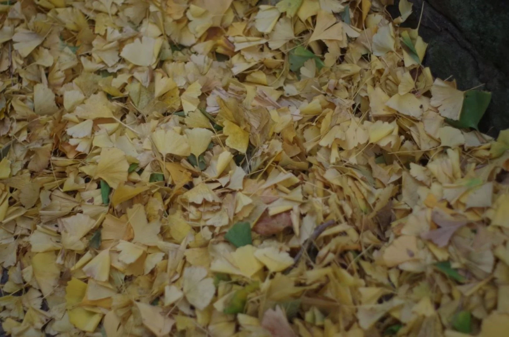 デジタル（APS-C）作例（K30）