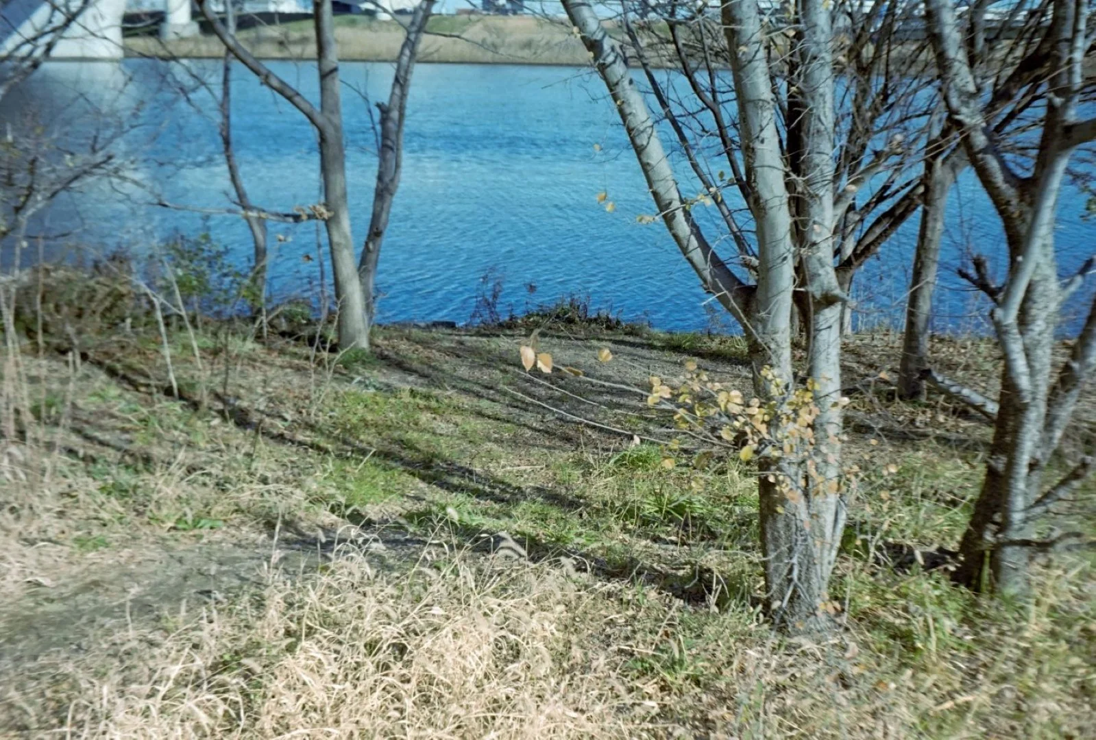 KOBICA 35 BC-1で撮影した写真