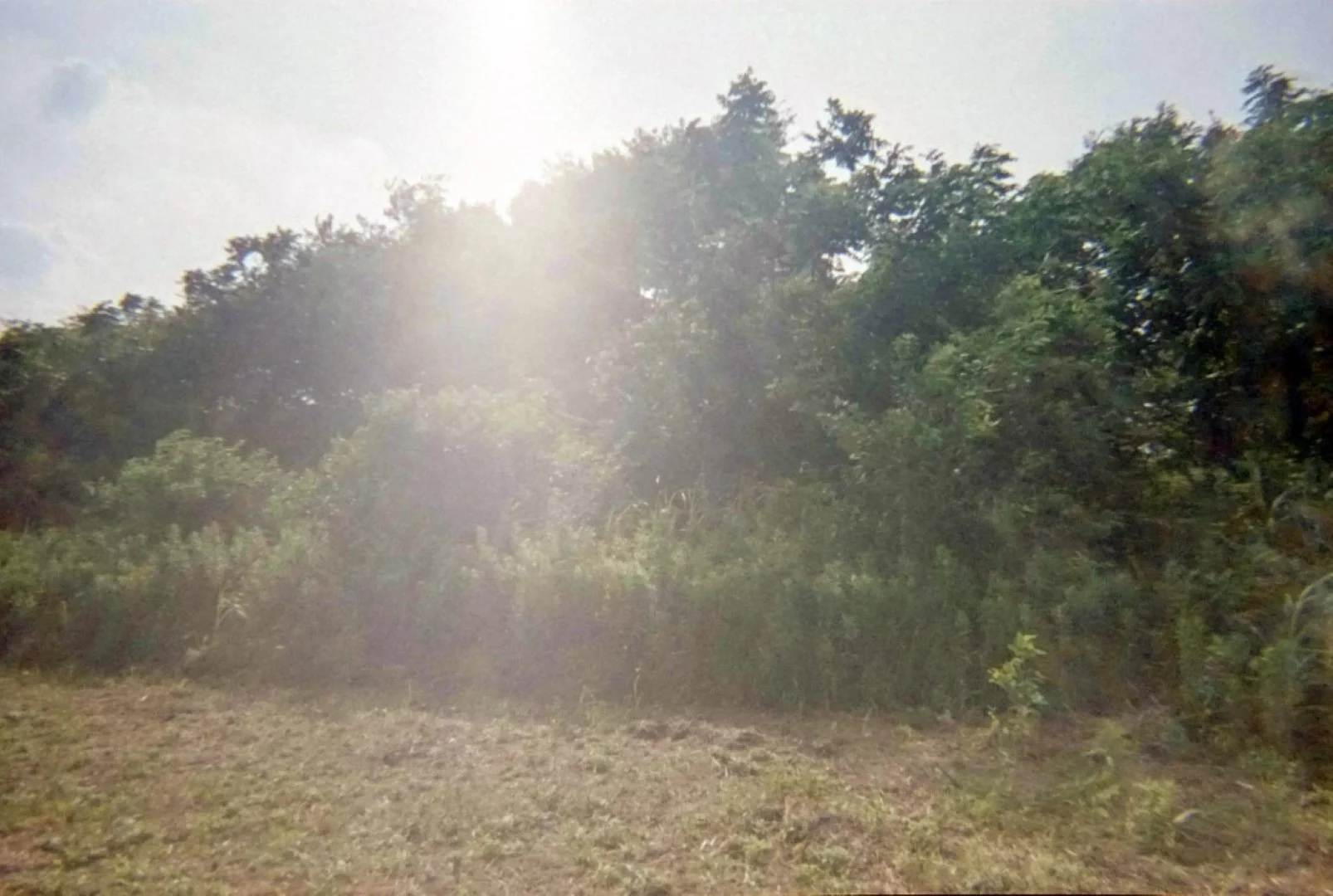 Kodak M35で撮った写真