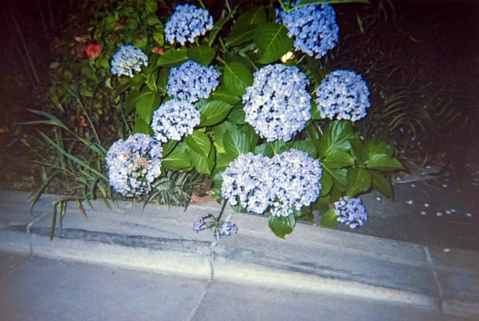 Kodak M35で撮った写真