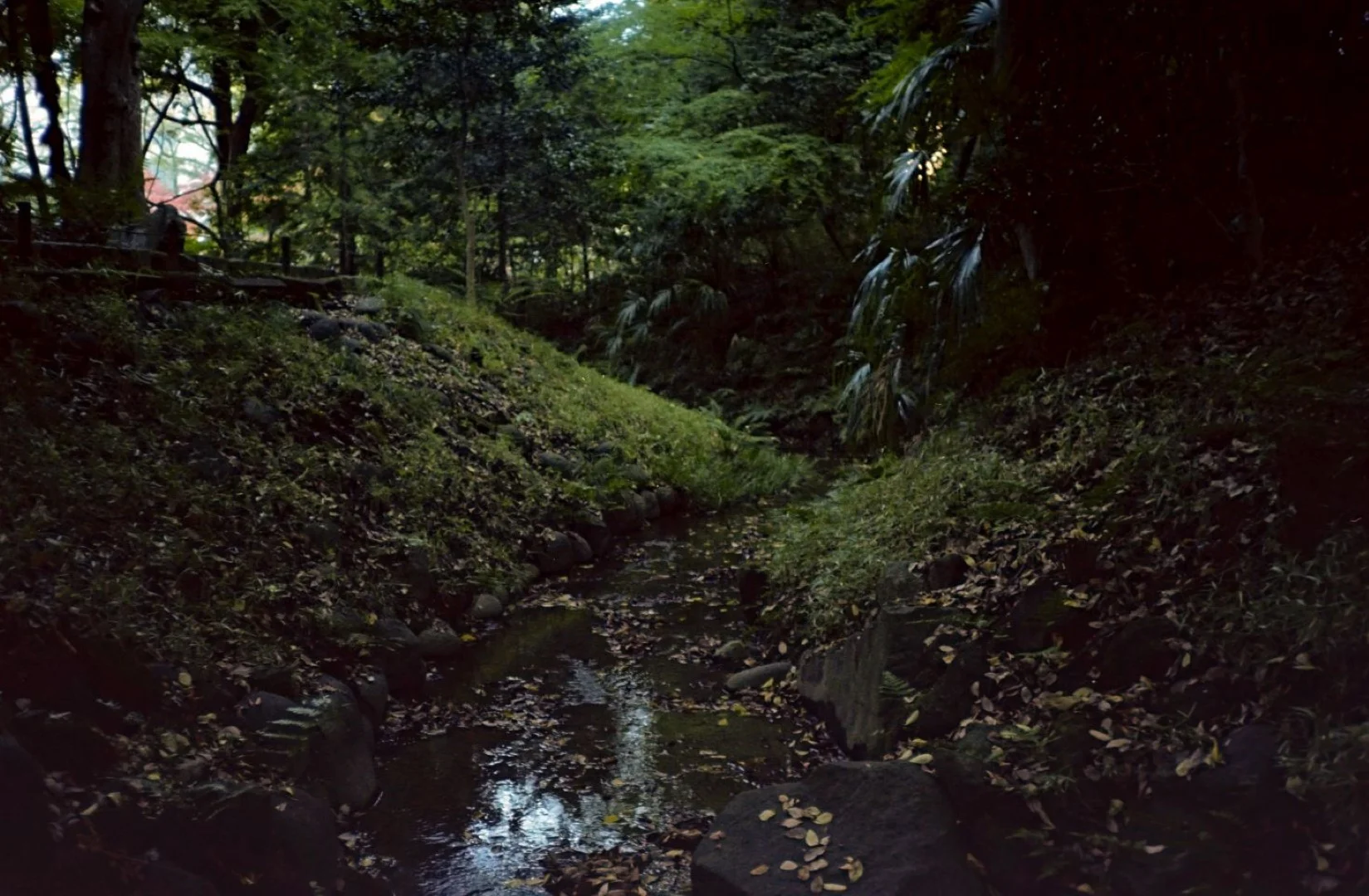 KONICA C35 撮影した写真