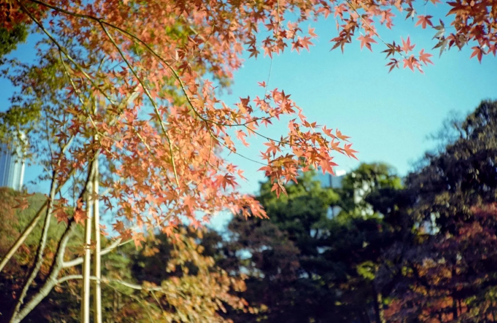 KONICA C35 撮影した写真