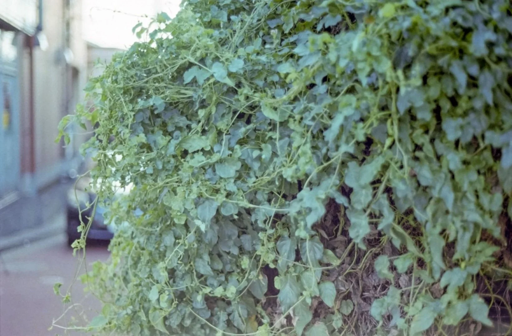 Konica FS-1 撮影した写真