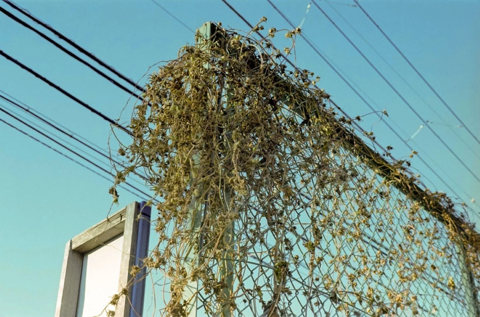 コニカSIIで撮った写真