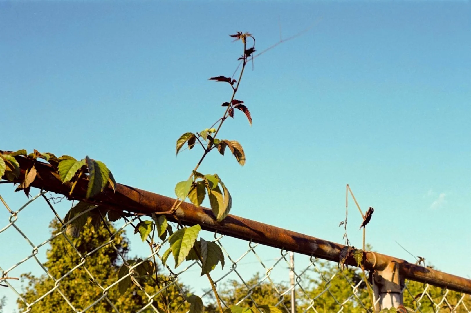 コニカSIIで撮った写真