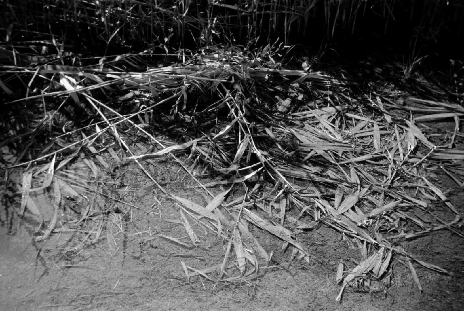 Kowa 35Nで撮った写真