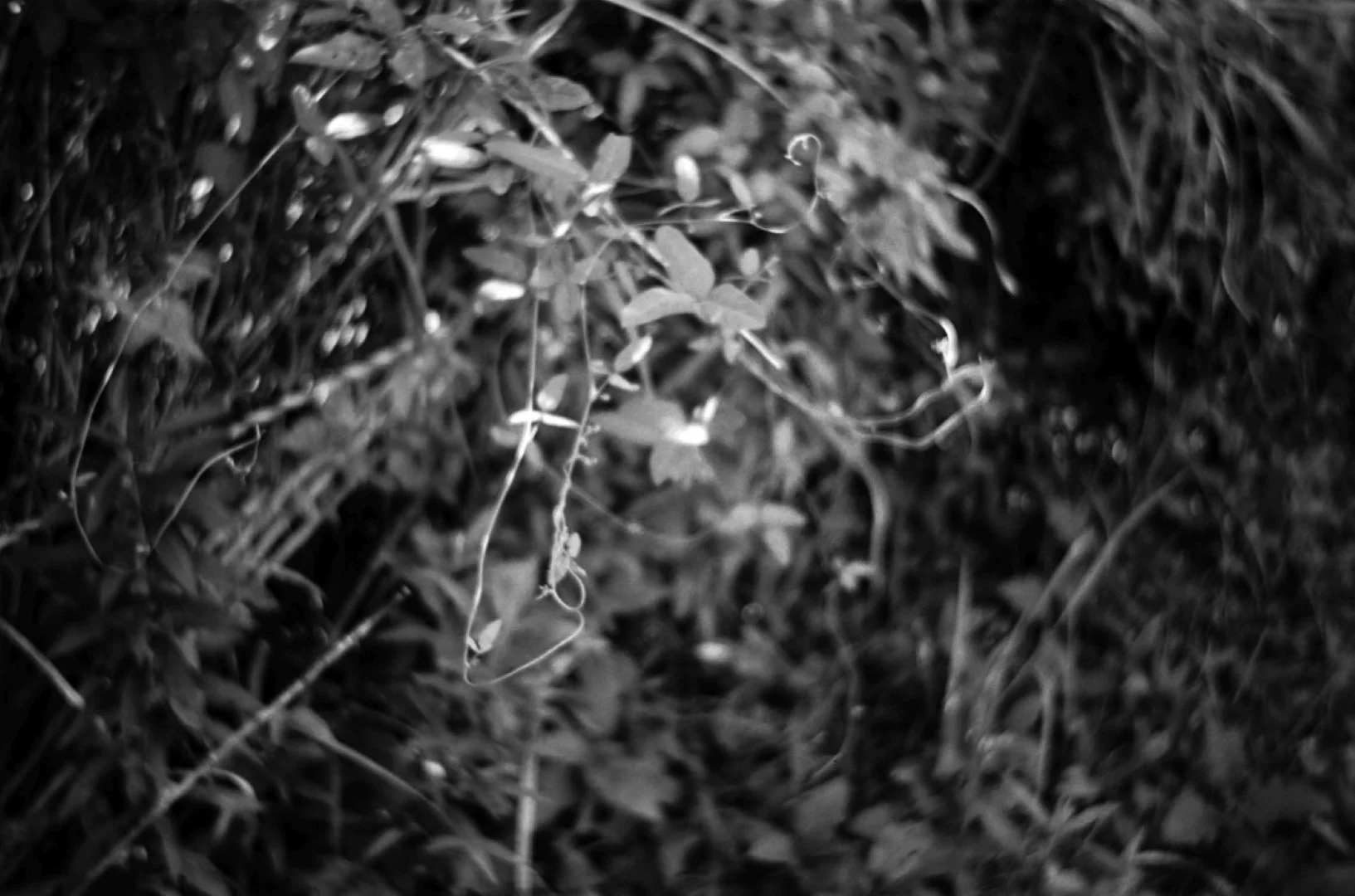 Kowa 35Nで撮った写真