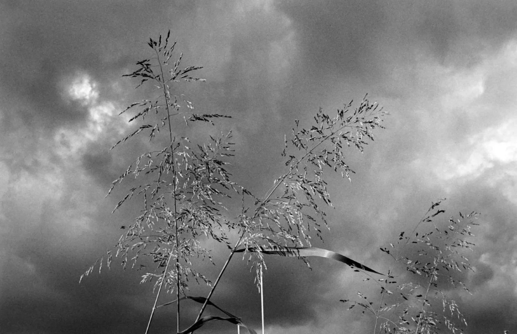 Mamiya 35 Auto Deluxe 2で撮った写真