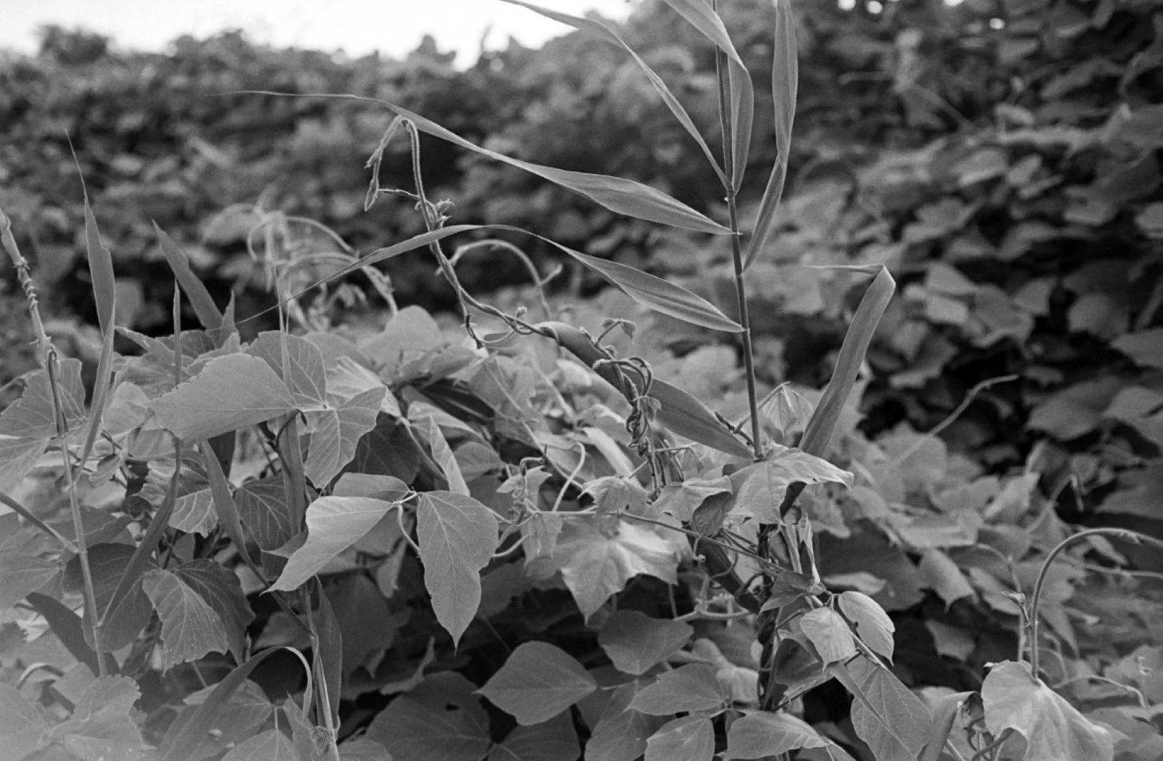 Mamiya 35 Auto Deluxe 2で撮った写真