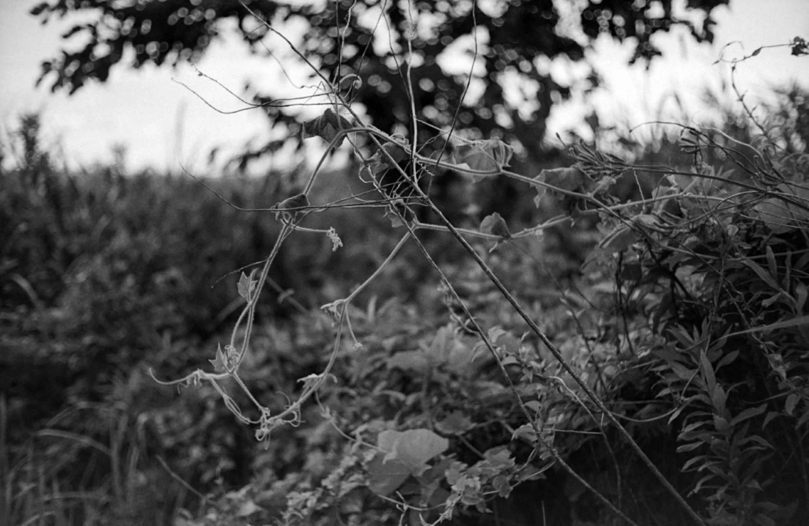 Mamiya 35 Auto Deluxe 2で撮った写真