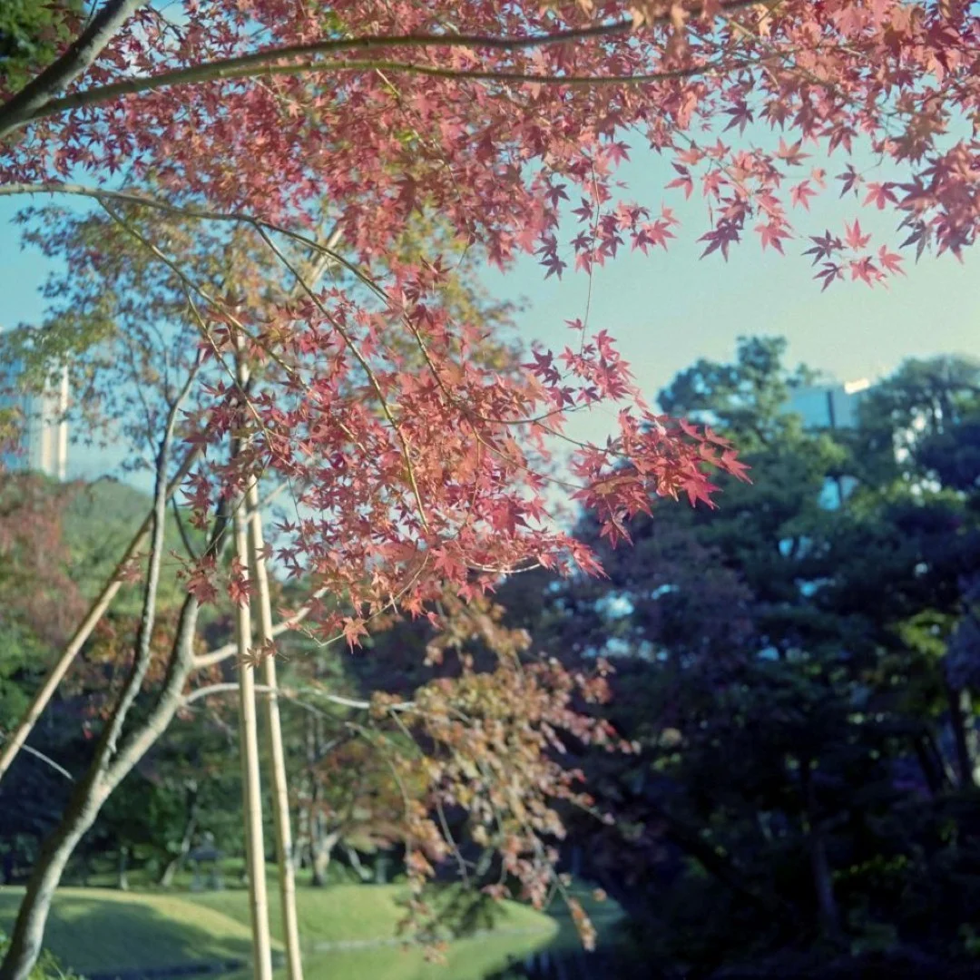 マミヤシックスK型で撮った写真